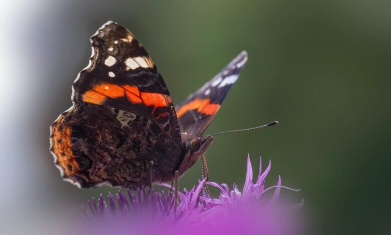 distribution behavior log entries