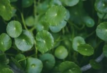 potoaconpanhante features benefits uses