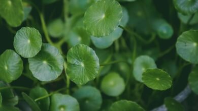 potoaconpanhante features benefits uses