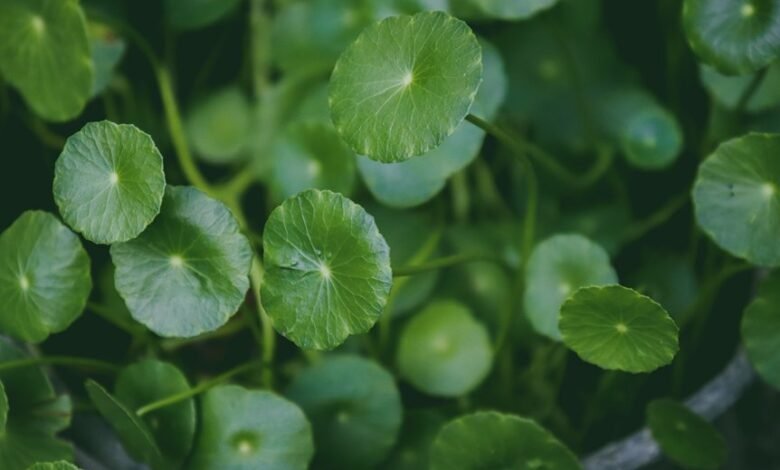 potoaconpanhante features benefits uses
